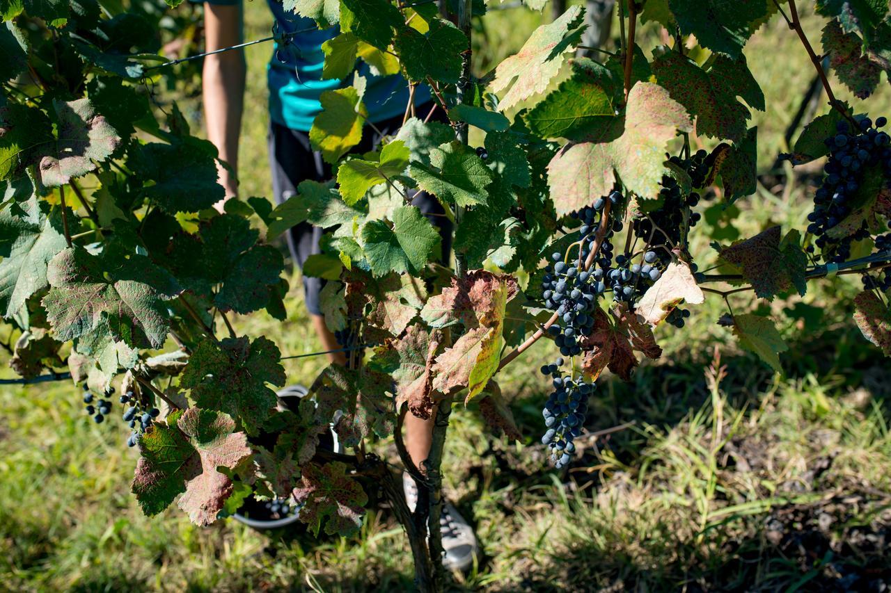 Chateau Dio Ambrolauri Eksteriør bilde