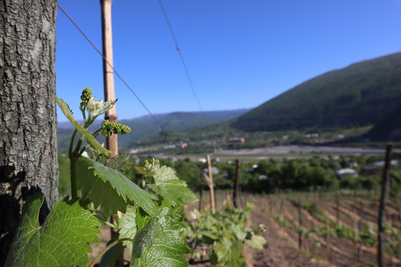 Chateau Dio Ambrolauri Eksteriør bilde